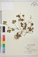 鹿場毛茛藏品圖，第1張