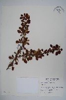 日本小檗藏品圖，第1張