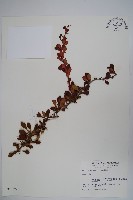 日本小檗藏品圖，第1張