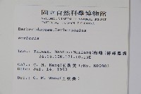 日本小檗藏品圖，第2張