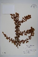 日本小檗藏品圖，第1張