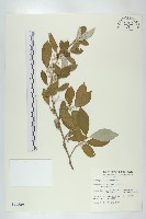 鄧氏胡頹子藏品圖，第1張