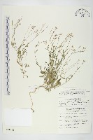 玉山筷子芥藏品圖，第1張