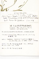 玉山筷子芥藏品圖，第2張