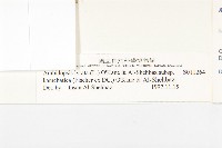 玉山筷子芥藏品圖，第3張