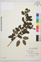 阿里山黃鱔藤藏品圖，第1張