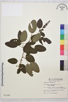 阿里山黃鱔藤藏品圖，第1張