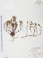 玉山龍膽藏品圖，第1張