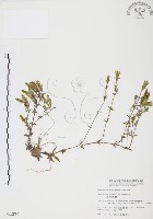 玉山龍膽藏品圖，第1張