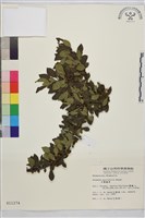 小葉鼠李藏品圖，第1張