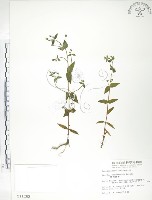 大籽當藥、巒大當藥藏品圖，第1張