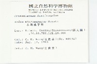 小萼佛甲草藏品圖，第2張