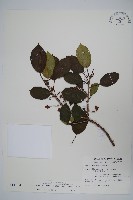 硬齒獼猴桃藏品圖，第1張