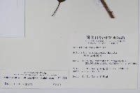 硬齒獼猴桃藏品圖，第2張