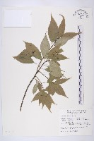 臺灣青莢葉藏品圖，第1張