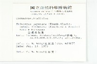 臺灣青莢葉藏品圖，第2張