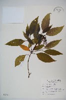 高山莢迷藏品圖，第1張