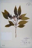 高山莢迷藏品圖，第1張