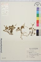 鹿場毛茛藏品圖，第1張