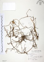 無根草藏品圖，第1張