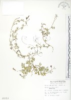 臺灣灰毛豆藏品圖，第1張