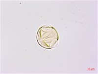 臺灣灰毛豆藏品圖，第2張