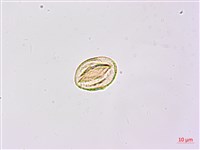 臺灣灰毛豆藏品圖，第4張