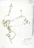 臺灣灰毛豆藏品圖，第1張