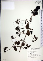 腺果藤、刺藤藏品圖，第1張