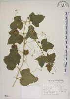 毛西番蓮藏品圖，第1張