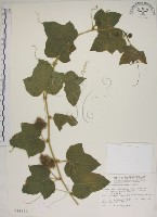 毛西番蓮藏品圖，第1張