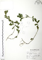 克非亞草藏品圖，第1張