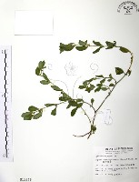 克非亞草藏品圖，第1張