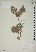 水芫花藏品圖，第1張