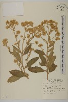 艾納香藏品圖，第1張