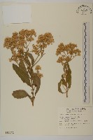 艾納香藏品圖，第1張