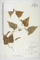 銳葉牽牛藏品圖，第1張