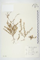 土丁桂藏品圖，第1張