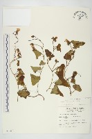 菜欒藤藏品圖，第1張