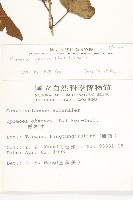 菜欒藤藏品圖，第2張