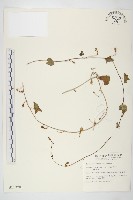 野牽牛藏品圖，第1張