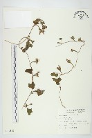 紅花野牽牛藏品圖，第1張