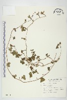 紅花野牽牛藏品圖，第1張