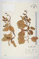 馬鞍藤藏品圖，第1張