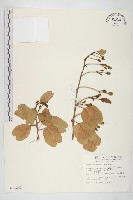 馬鞍藤藏品圖，第1張