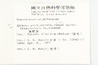 馬鞍藤藏品圖，第2張