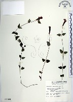 倒地蜈蚣、四角銅鑼藏品圖，第1張