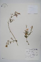 槍刀菜藏品圖，第1張