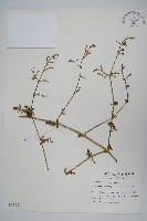 槍刀菜藏品圖，第1張