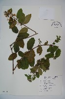 裡白忍冬、紅腺忍冬藏品圖，第1張